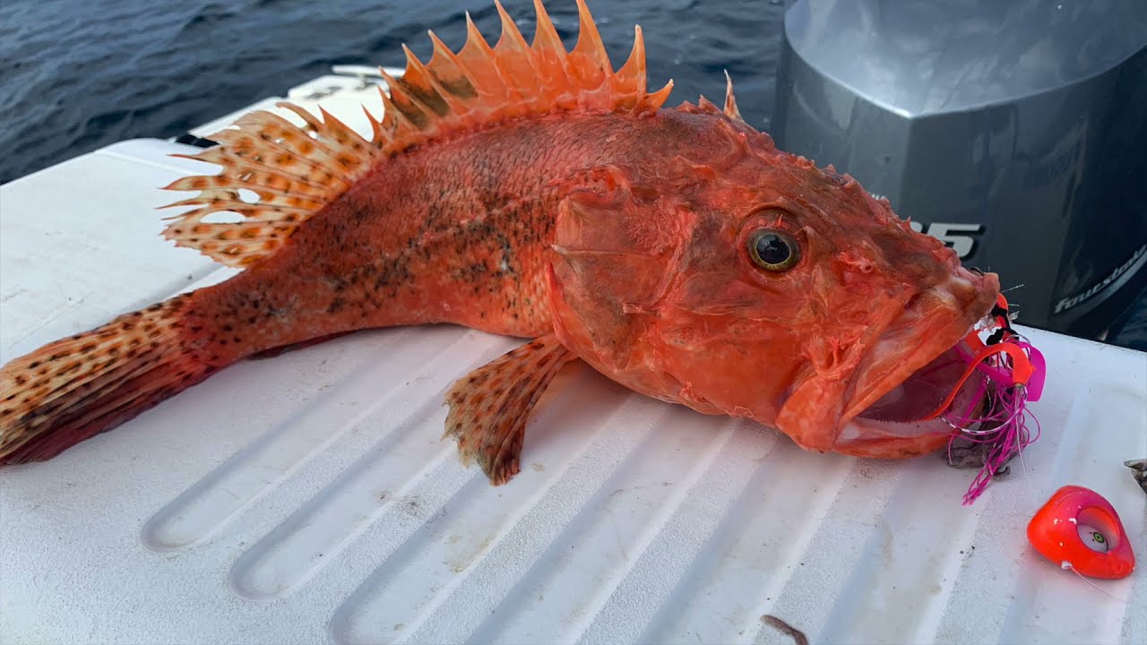 Tuto, pêches aux calamars, chapons, pagres et poulpes à Carry le Rouet