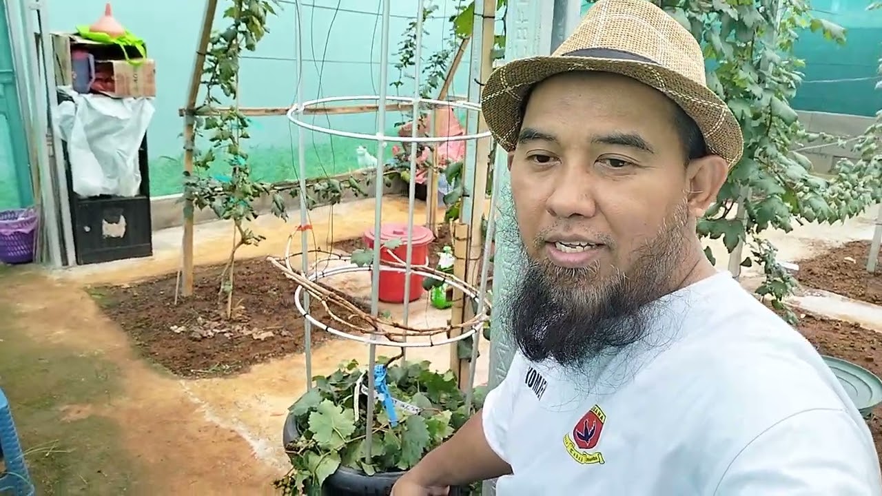 Pruning HELIODOR & update DIXON stlh pruning utk pembentukan cabang tersier baru
