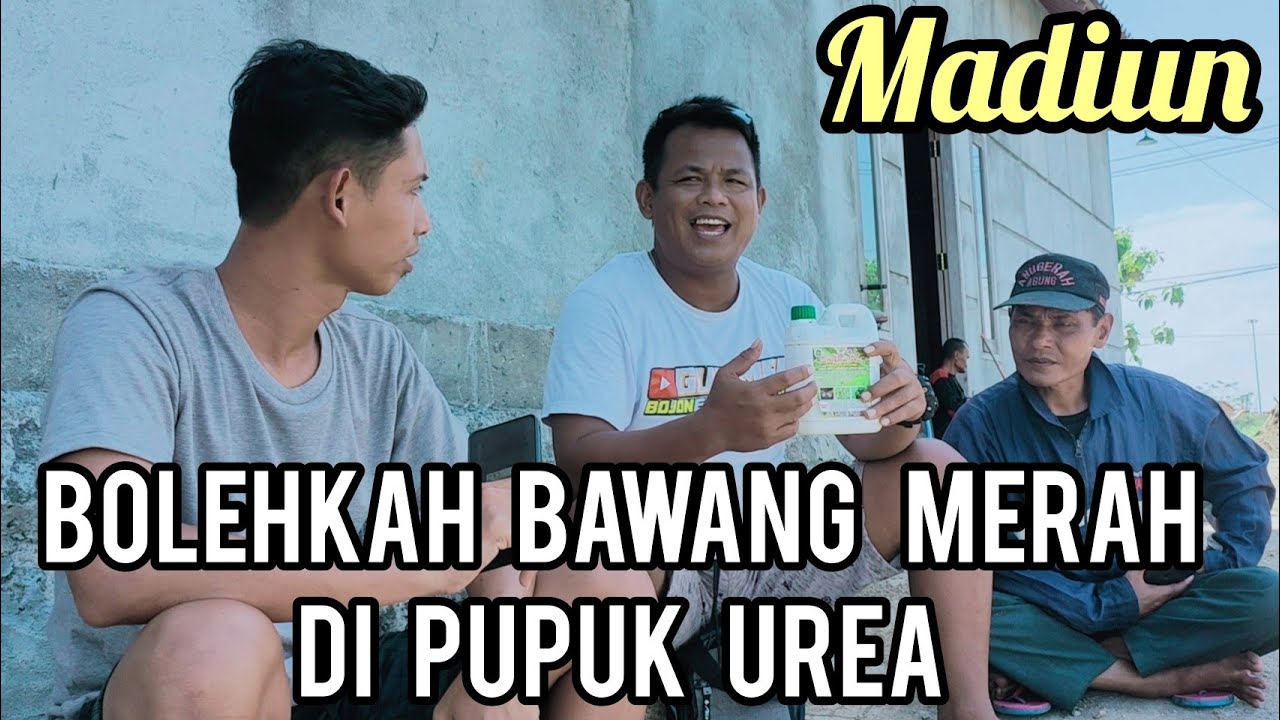 BOLEHKAH BAWANG MERAH DI PUPUK UREA