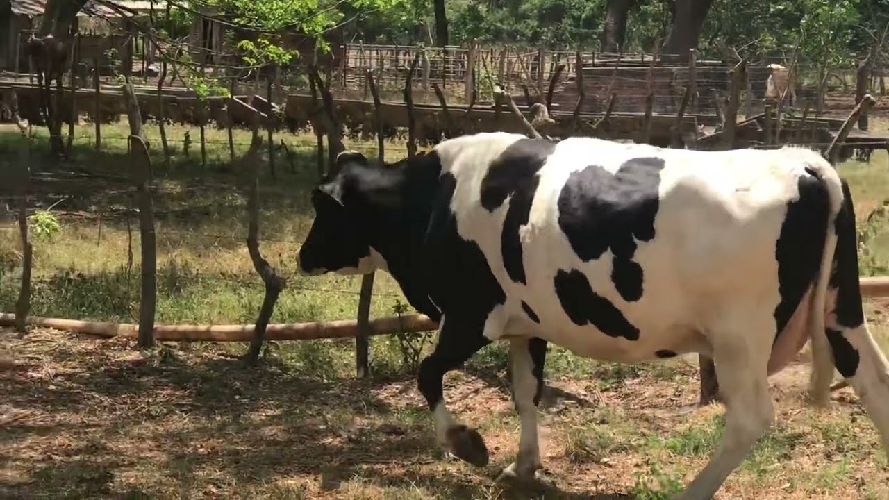 10 de marzo 2026 vacas lecheras en los ranchos 
