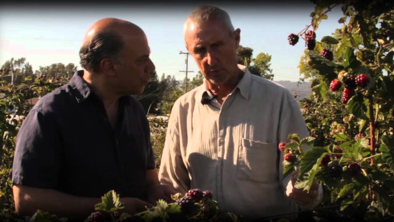 From the Farm to the Kitchen - Boysenberries