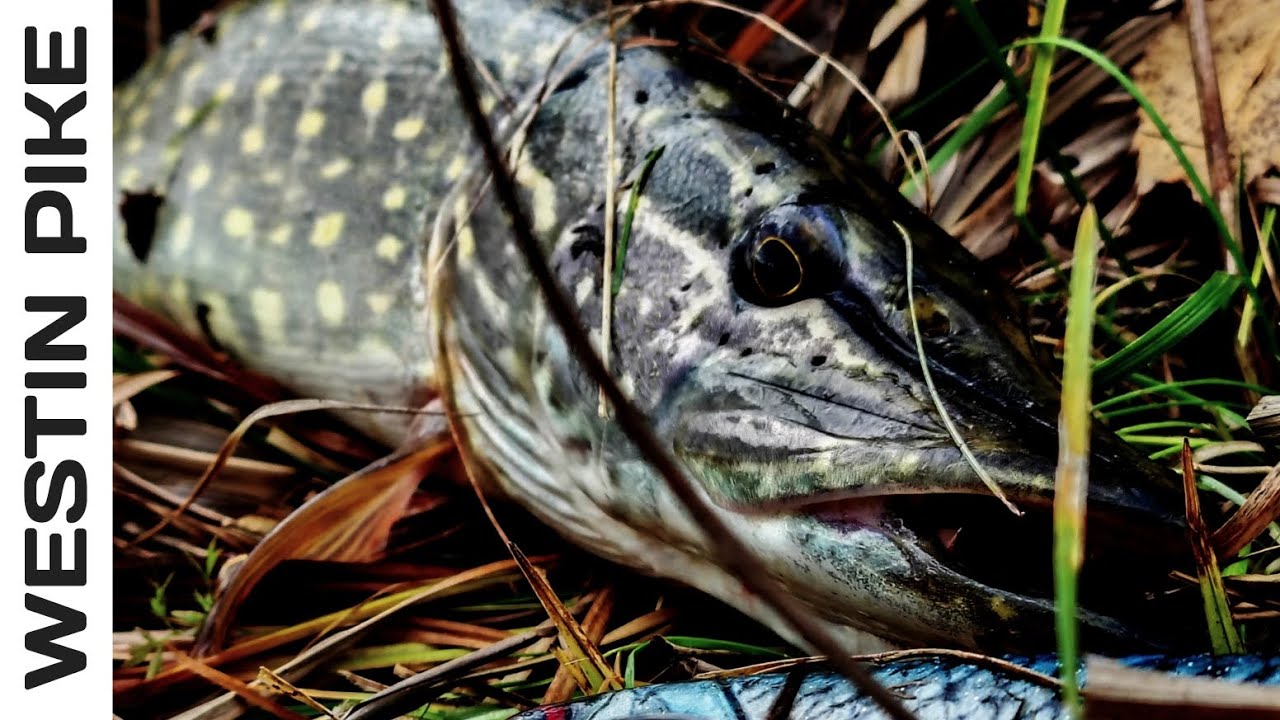 Ловля Щуки.Комплект W3 POWERCAST & W4BC.Обираємо Редукцію Катушки!