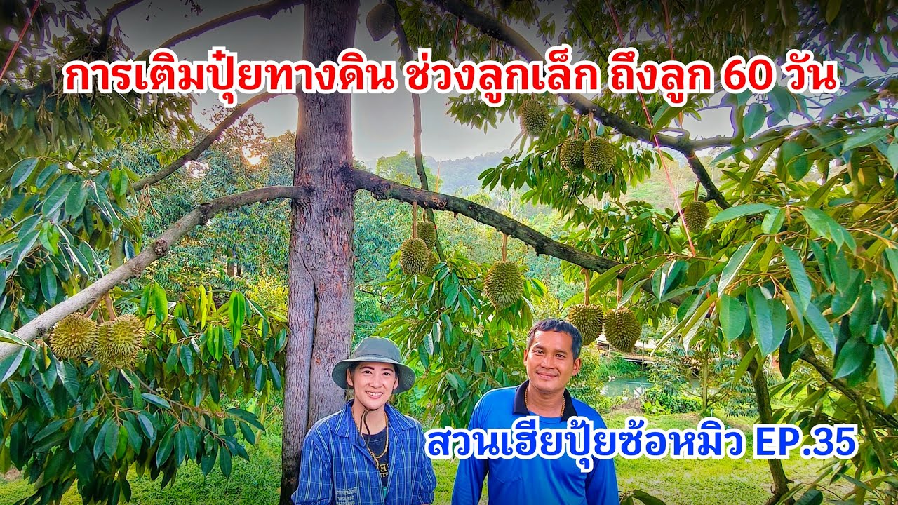 #กวินบินได้ EP.572 การเติมปุ๋ยช่วงลูกอายุ 60 วัน #สวนเฮียปุ้ยซ้อหมิว EP.36