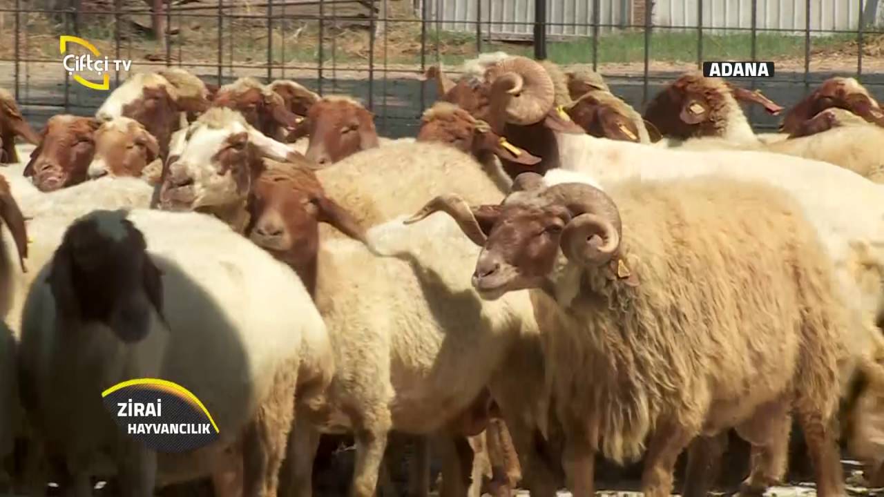 Zirai Hayvancılık-İvesi Koyunu Yetiştiriciliği