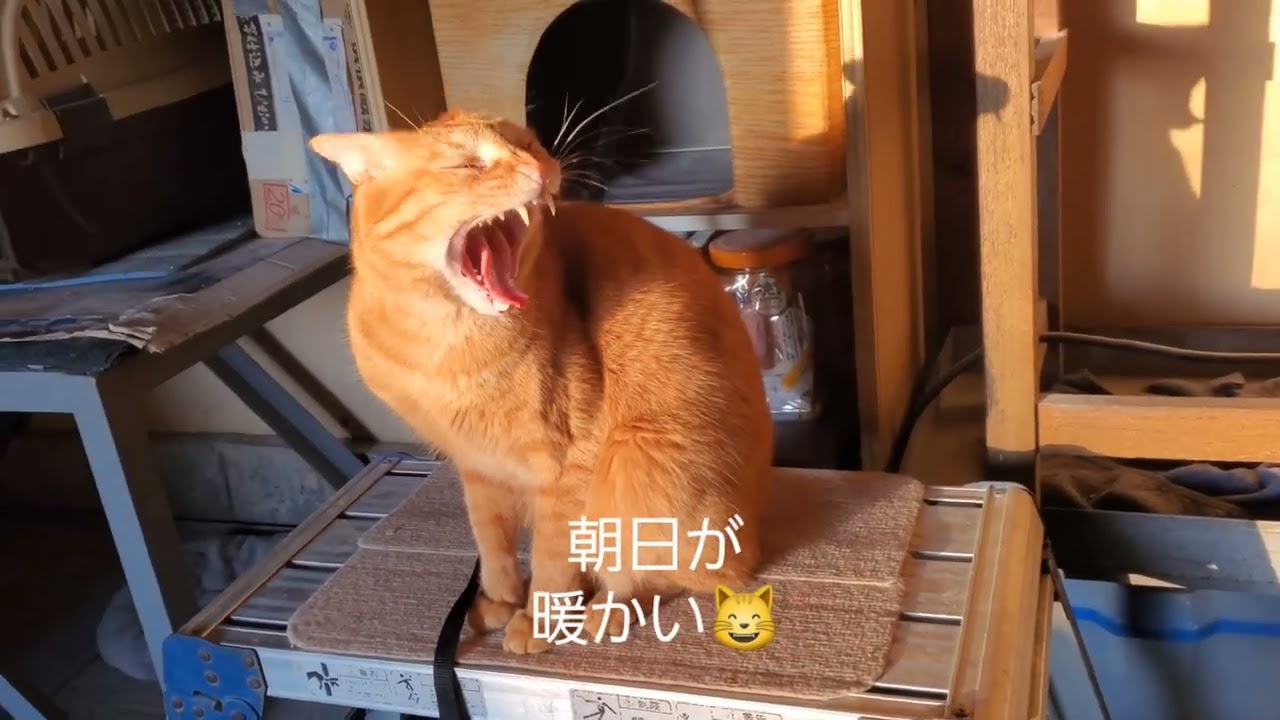 優しい陽射し😸　　#猫の日向ぼっこ#猫の暮らし#猫小屋 　