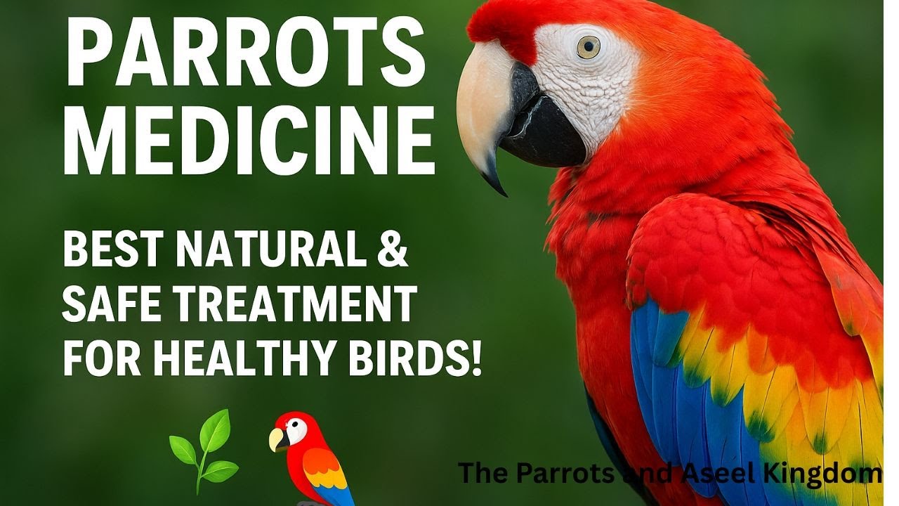 ✅ Parrots Medicine — Best Natural & Safe Treatment for Healthy Birds! 🦜🌿 | 2025 Viral