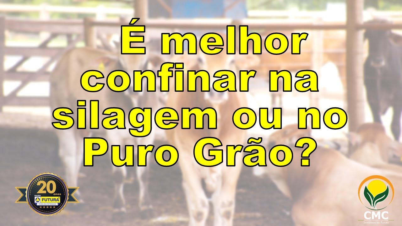 É melhor confinar na silagem ou no puro grão?