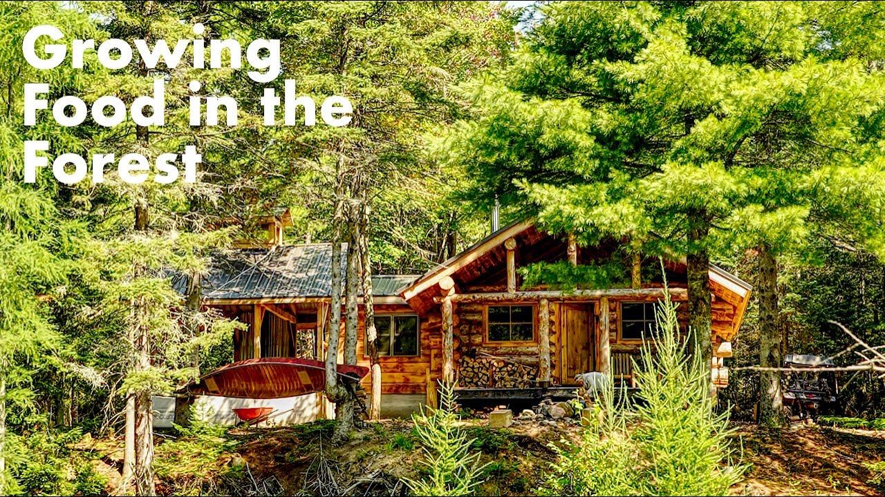 Экскурсия по продовольственному лесу, сбор урожая в конце августа