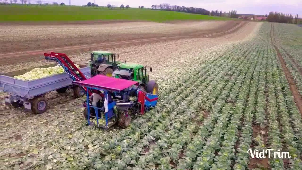 Krauternte 2019/ Das Weißkraut kommt weg/ Agrarfilmer Sachsen