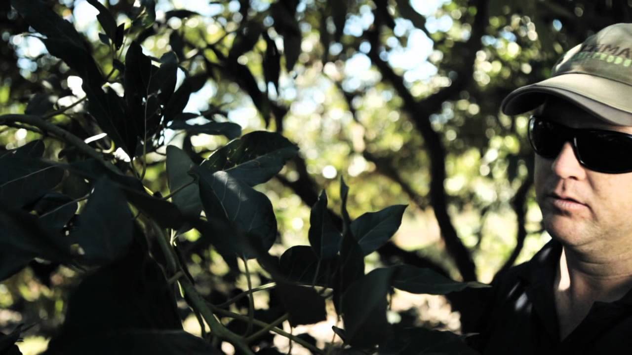 Overcoming avocado's biggest challenge