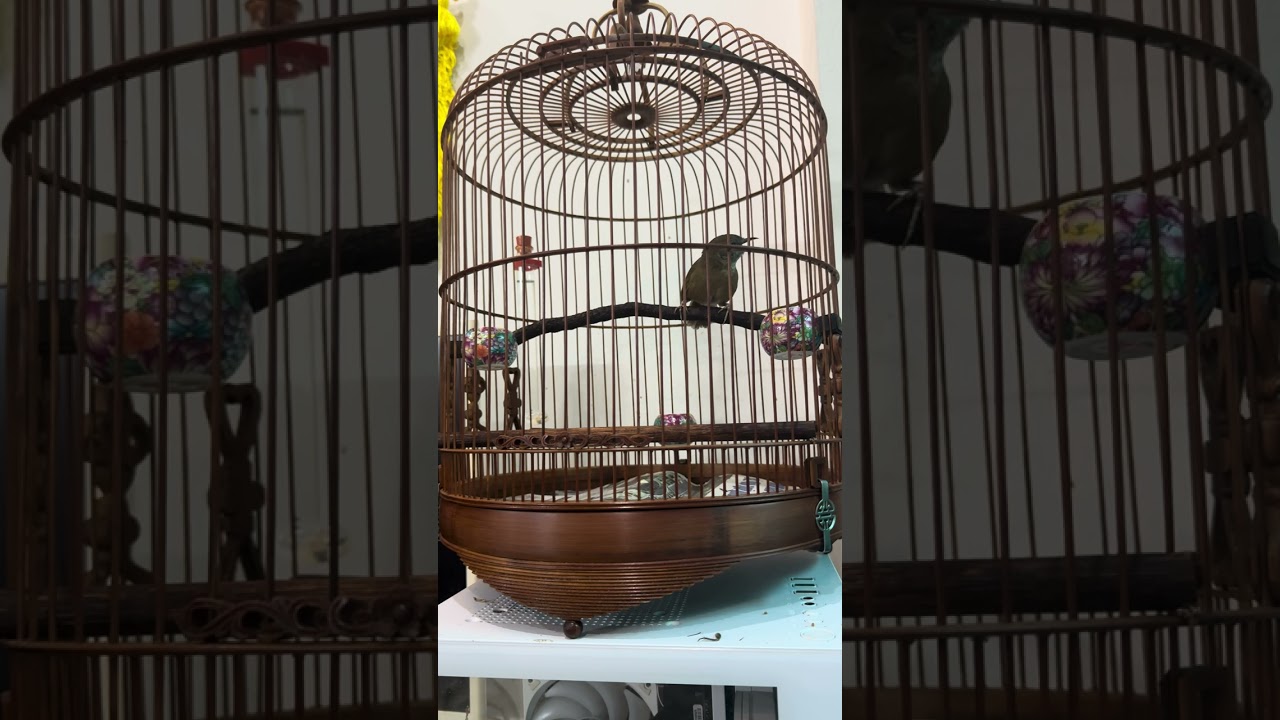 @tiểu mi hope hót dạo