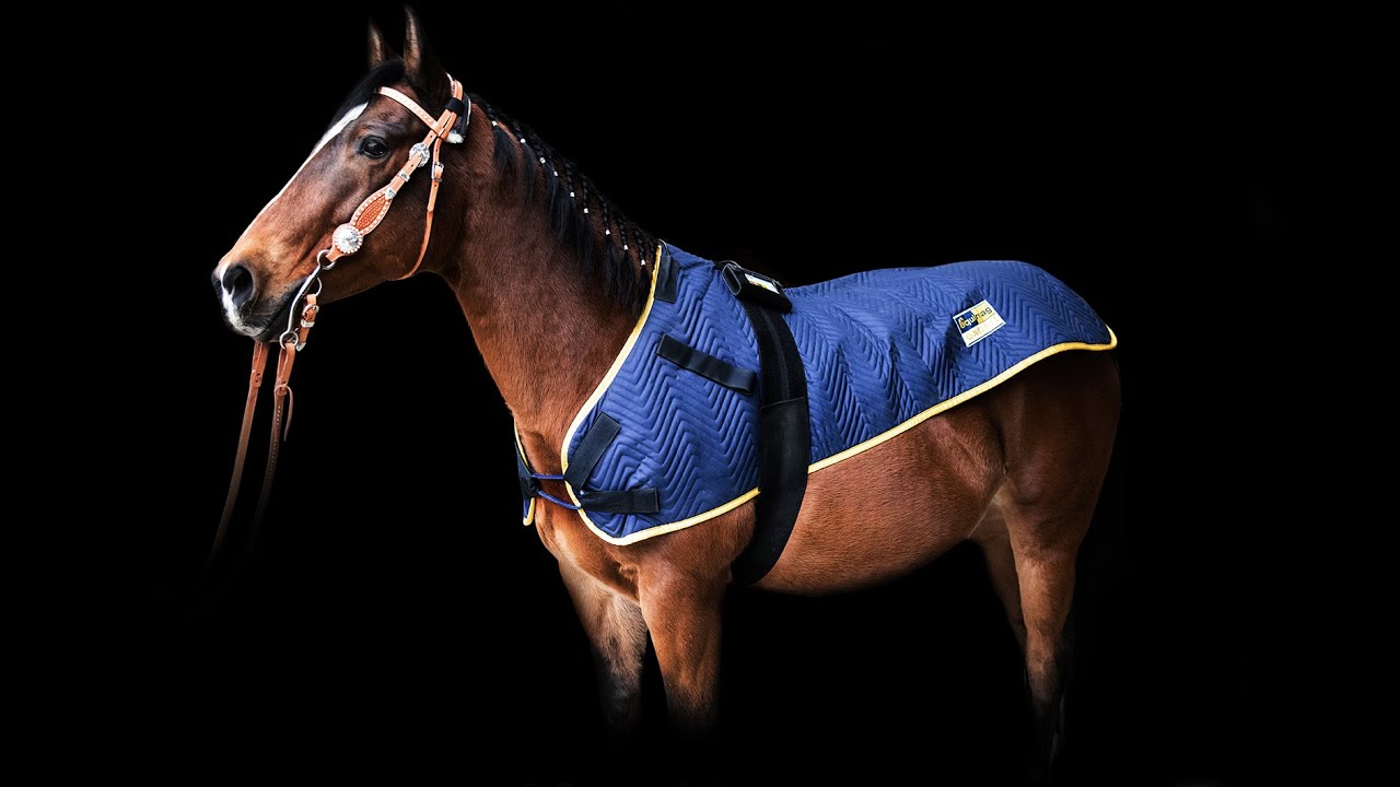 equimag - Magnetfeldtherapie für Pferde und Kleintiere
