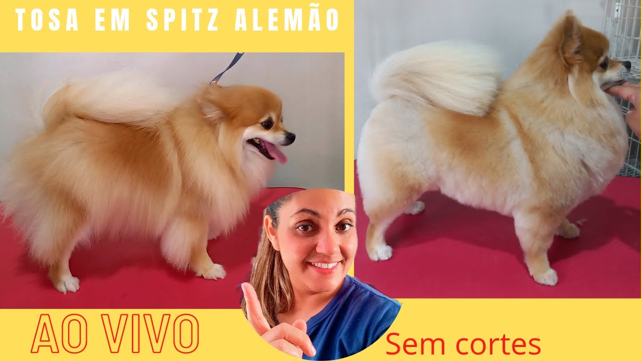 Tosa 100%na tesoura em Spitz Alemão passo a passo sem cortes