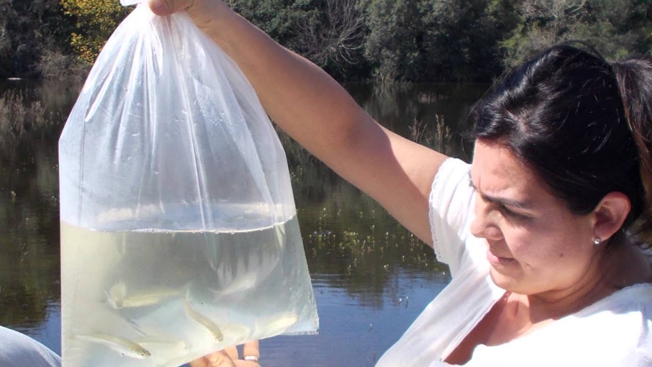 Río Ceballos- Siembra de Pejerreyes en el Dique La Quebrada