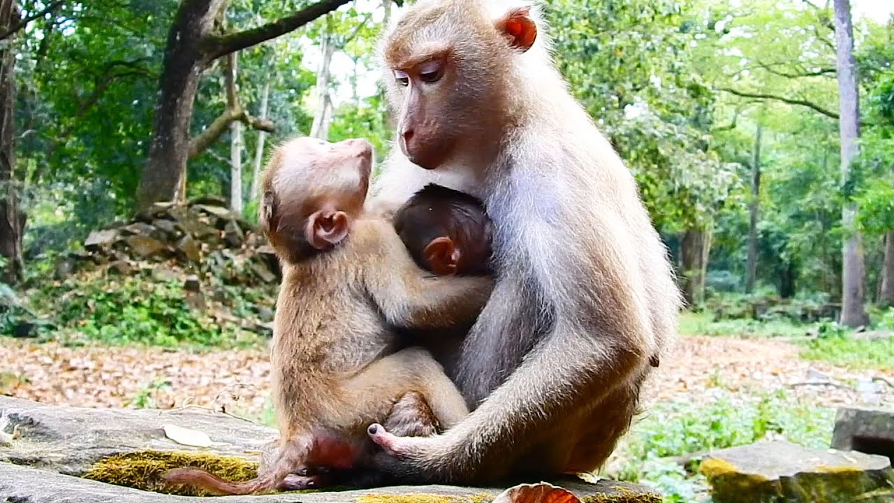 Orphan Angela beg Libby to share some milk to her! She is jealous with Rainbow get milk