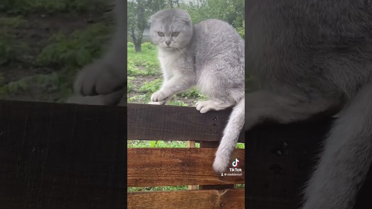 МИЯ ВКЛЮЧИЛА РЕЖИМ БОССА 😎 #cat #веселыекоты #веселыекоты #видосыоткота #видосыоткота #kitten