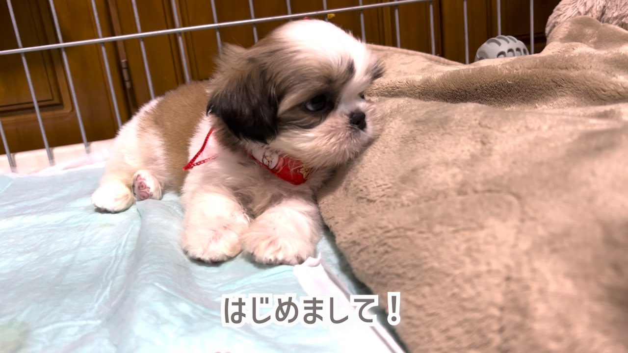 【シーズーの子犬】お迎え初日！人の手が大好きマイペースな女の子