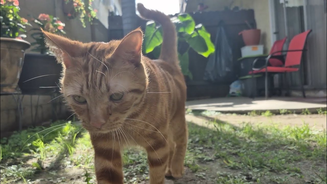 💙 Swiss 💙 Life is better with a cat 