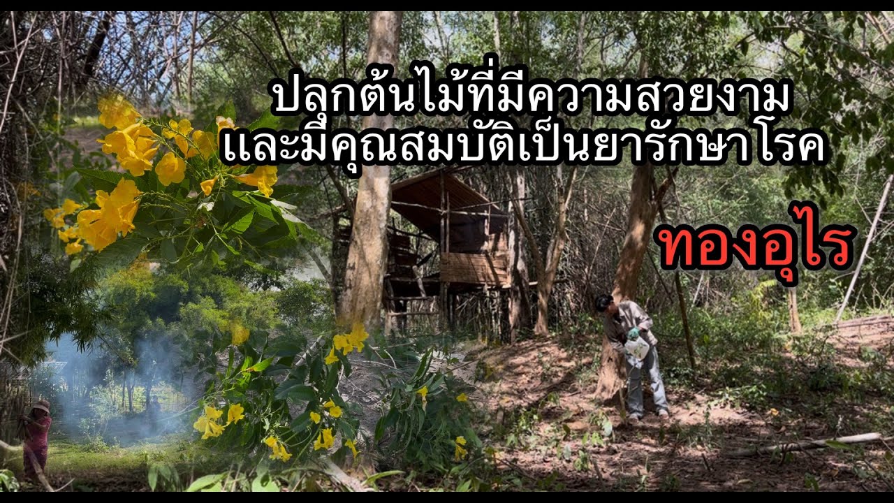 ปลุกไม้ที่มีความสวย มีคุณสมบัติเป็นยารักษาโรค