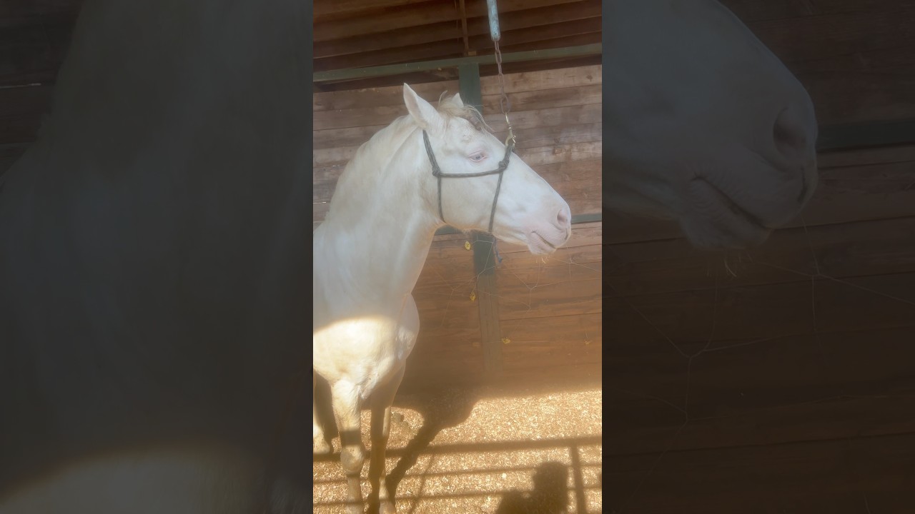Perlino Horse(Stud)/Caballo Perlino (Gara&ntilde;&oacute;n) #horse #caballos #shorts #horses #equestrian #mexico