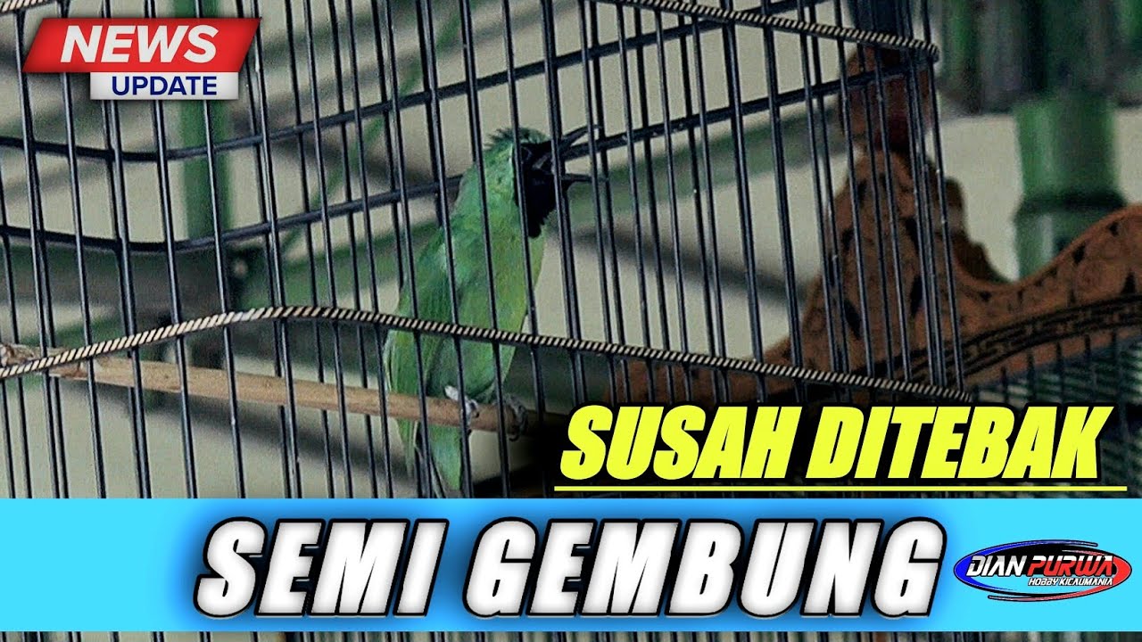 CARA INI❗SETTING CUCAK IJO SEMI GEMBUNG MUDAH ON JAMTROK DILAPANGAN,KUNCINYA DILOKASI|KICAUMANIA