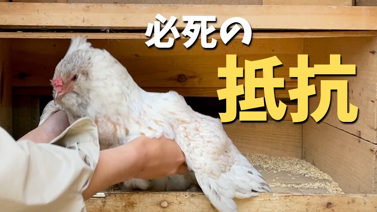 メスニワトリが必死になって温めているものとは…【ニワトリ飼育】　#101
