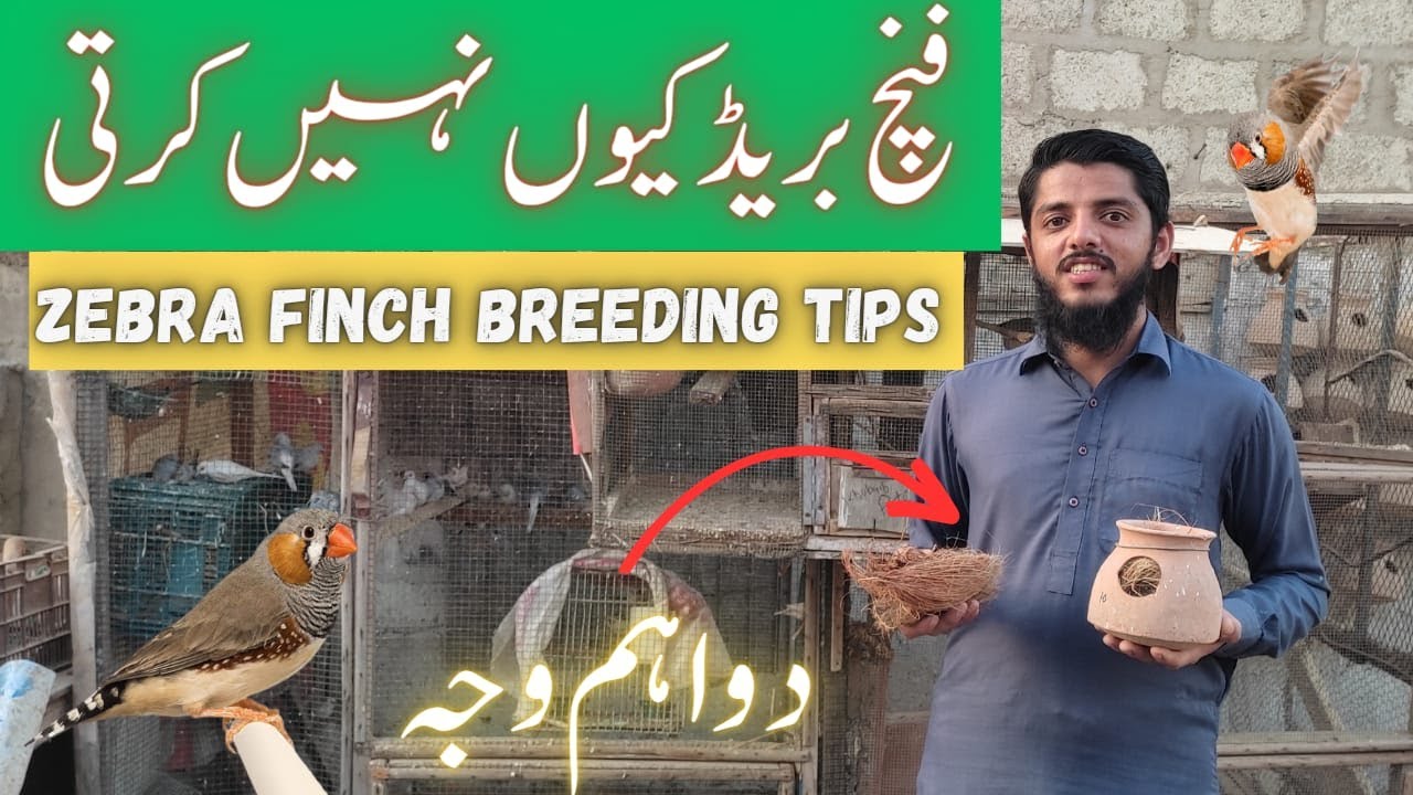 Why don't Finches breed? | Finch Birds Breeding Tips