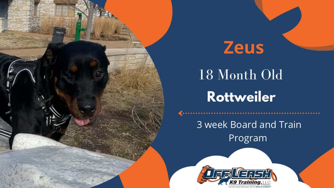 St. Louis Dog Trainers - 18 Month Old Rottweiler
