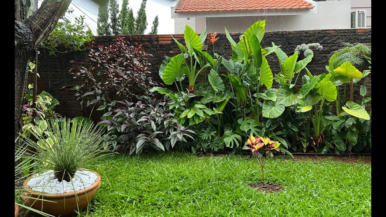 A BELEZA DO JARDIM TROPICAL COM MUITA CHUVA,  ALPINIAS, HELICÔNIAS, ALOCÁSIAS... Ateliê Florescer