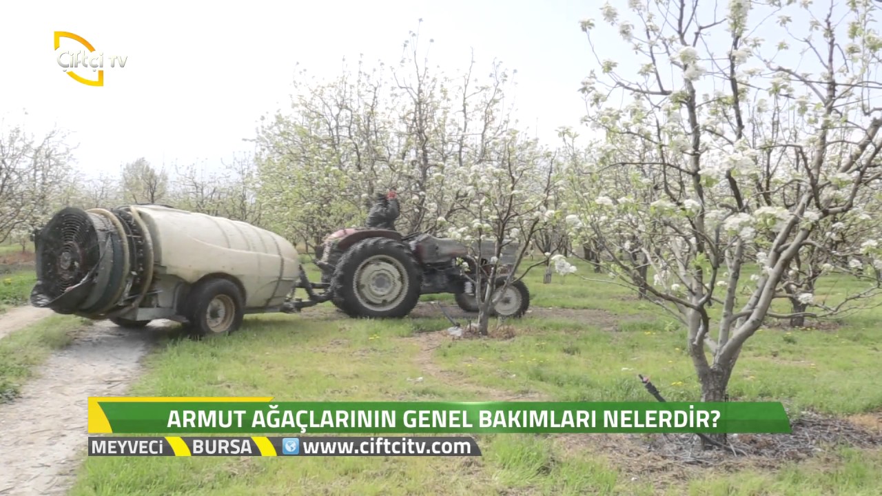 Meyveci - Deveci Armudu Hakkında Genel Bilgiler / Bursa
