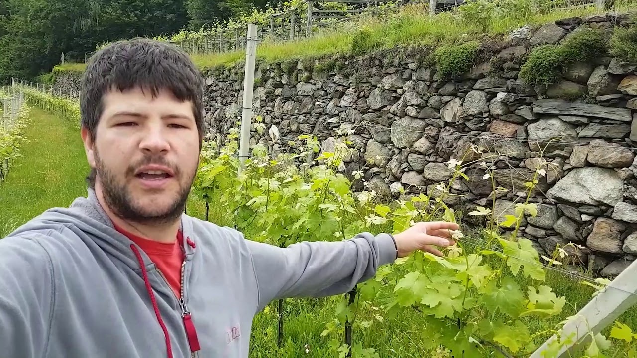 UNA VITA DA VIGNAIOLO_VLOG_EPISODIO 0  mi presento e vi presento i miei vigneti...