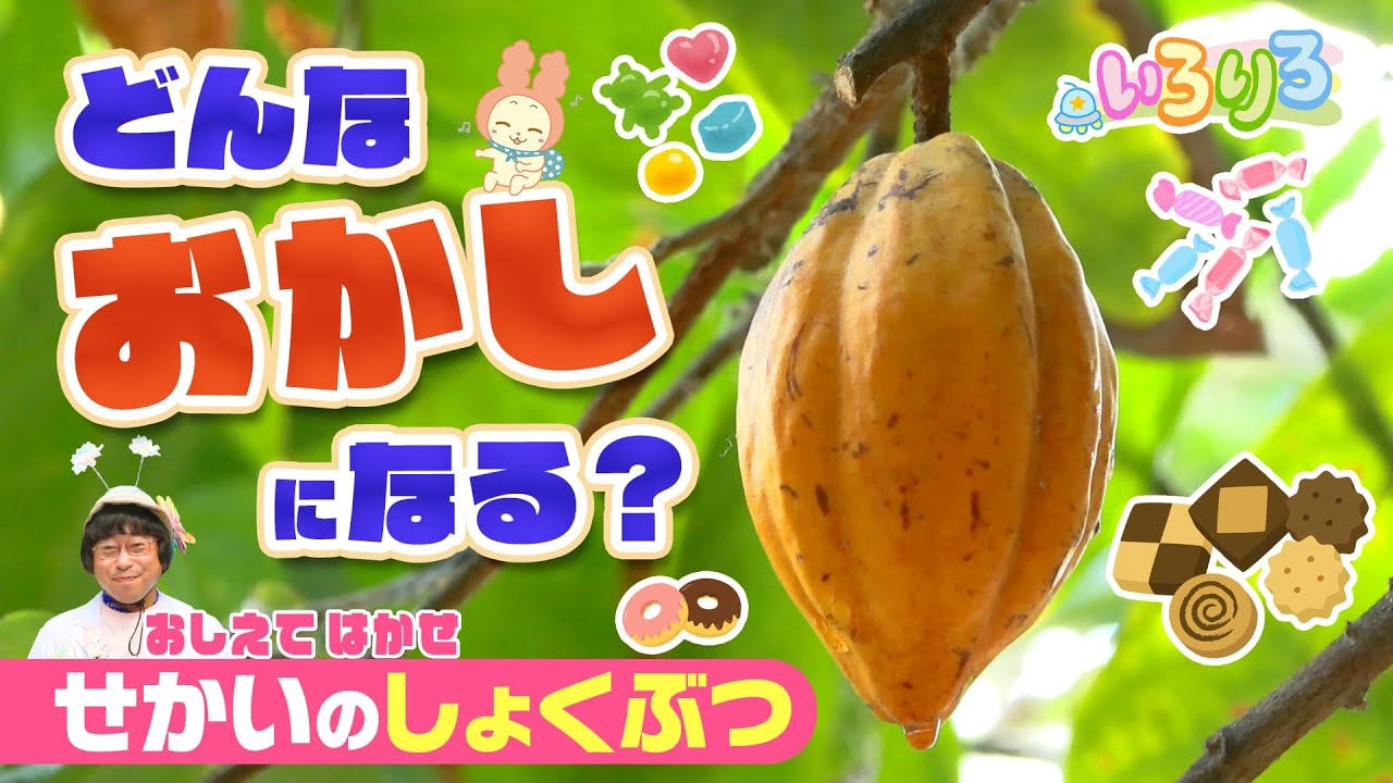 葉っぱに乗っても沈まない！？植物博士が不思議な草花を紹介！│植物│お花│未就学児・幼稚園・保育園│【いろりろ公式】