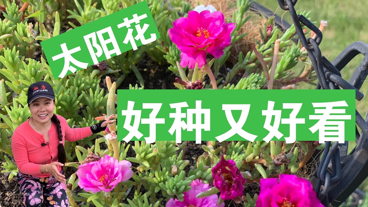 [ENG SUB] 太阳花一种就活，开个不停  So Easy To Plant Moss Rose