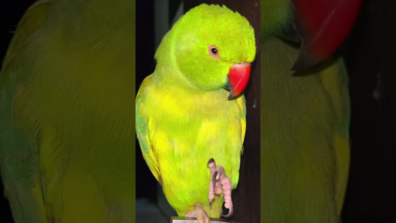copycat parrot short || mittu karna hai billi ki copy #cutebird #parrotlovers #parrot
