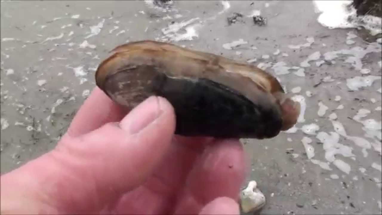 La Pêche à Pied en Bretagne Sud ; Coques et Palourdes ; Grande Marée Basse ; Larmor-Plage ; France