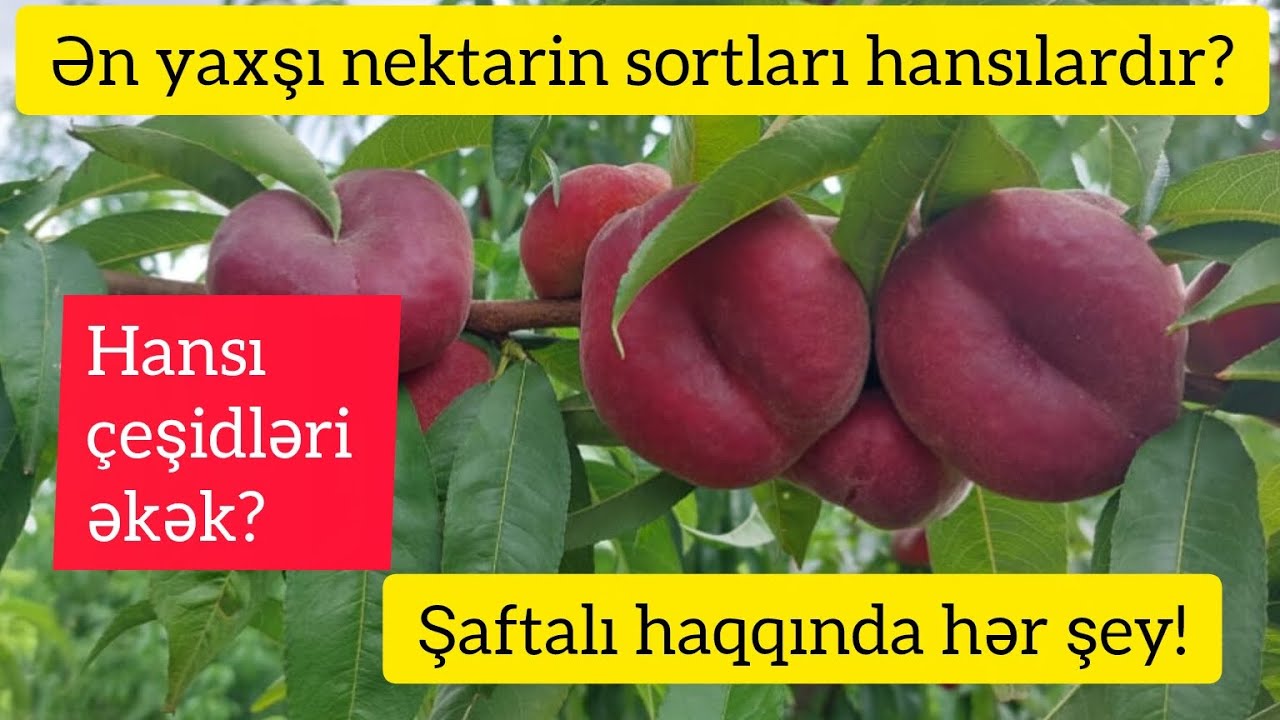 Hansı çeşid nektarin və şaftalı əkək? Ən təlabtlı çeşidlər hansılardır?#bağçılıq #nektarin #garden 