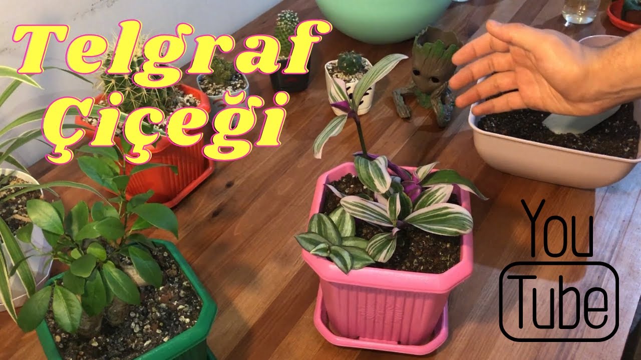 Telgraf Çiçeği, Damat Pijaması (Tradescantia) Bakımı