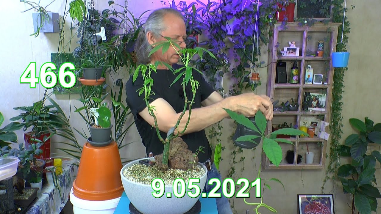 Exotische Pflanzen im mineralischen Substrat. Die weitere Pflege Avocado, Litschi, Johannisbrot und