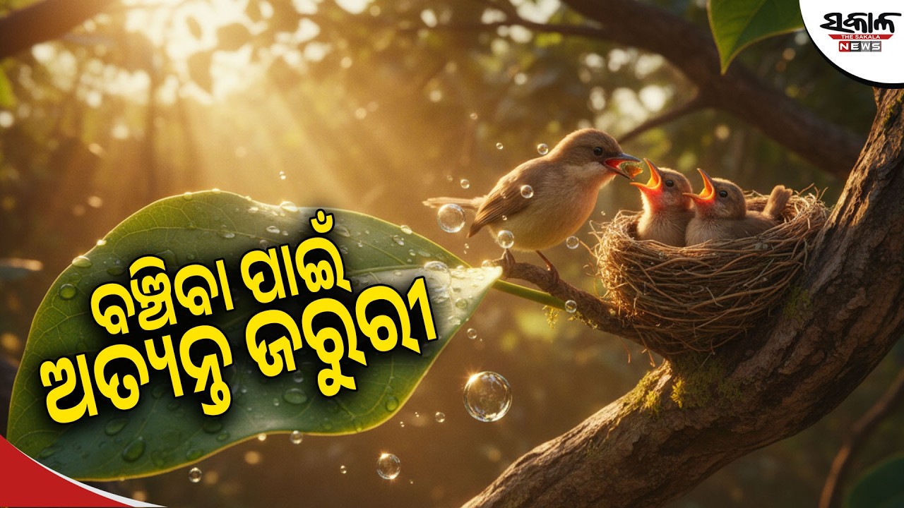 ପ୍ରକୃତି ବିନା ମଣିଷ ବଞ୍ଚିପାରିବ କି? ଜାଣନ୍ତୁ ଗଛ, ପାହାଡ଼ ଓ ଝରଣାର ଅସଲ ରହସ୍ୟ । Sakala News