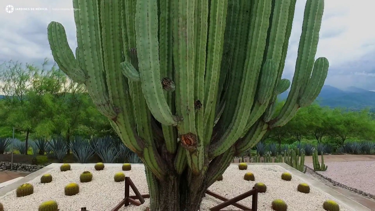JARD&Iacute;N DE CACT&Aacute;CEAS
