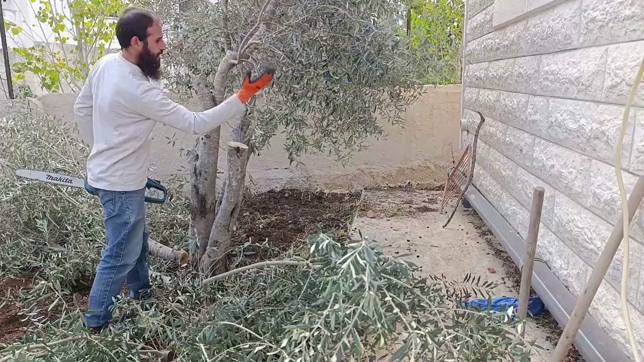 افضل طريقة لنقل شجرة الزيتون