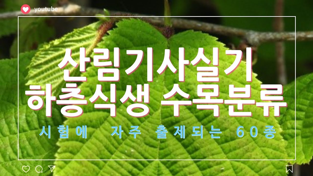 2025년 산림기사실기 산림산업기사 실기 하층식생 수목 분류 산림기사 수목감별