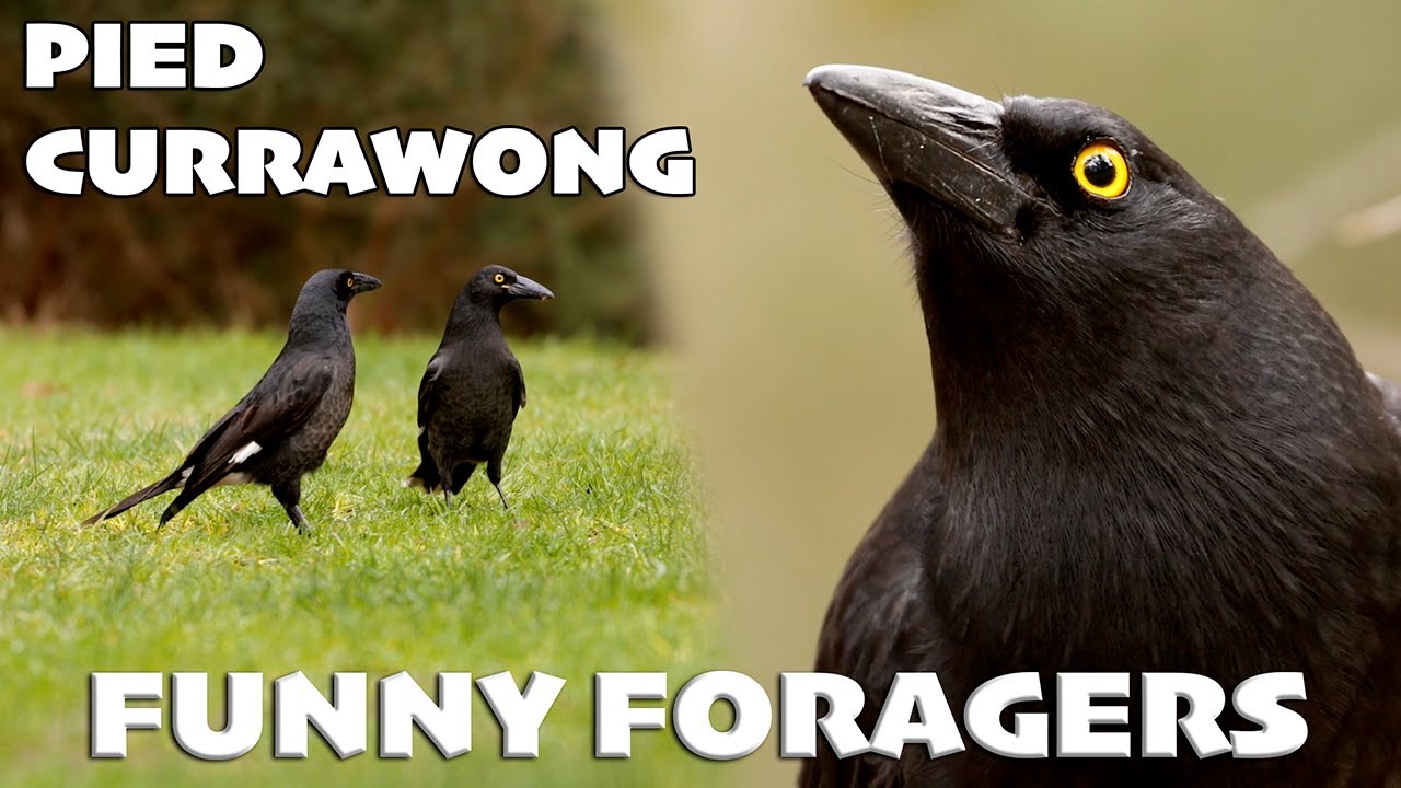 Pied Currawongs are Super Intelligent - Foraging Techniques are amazing!  
