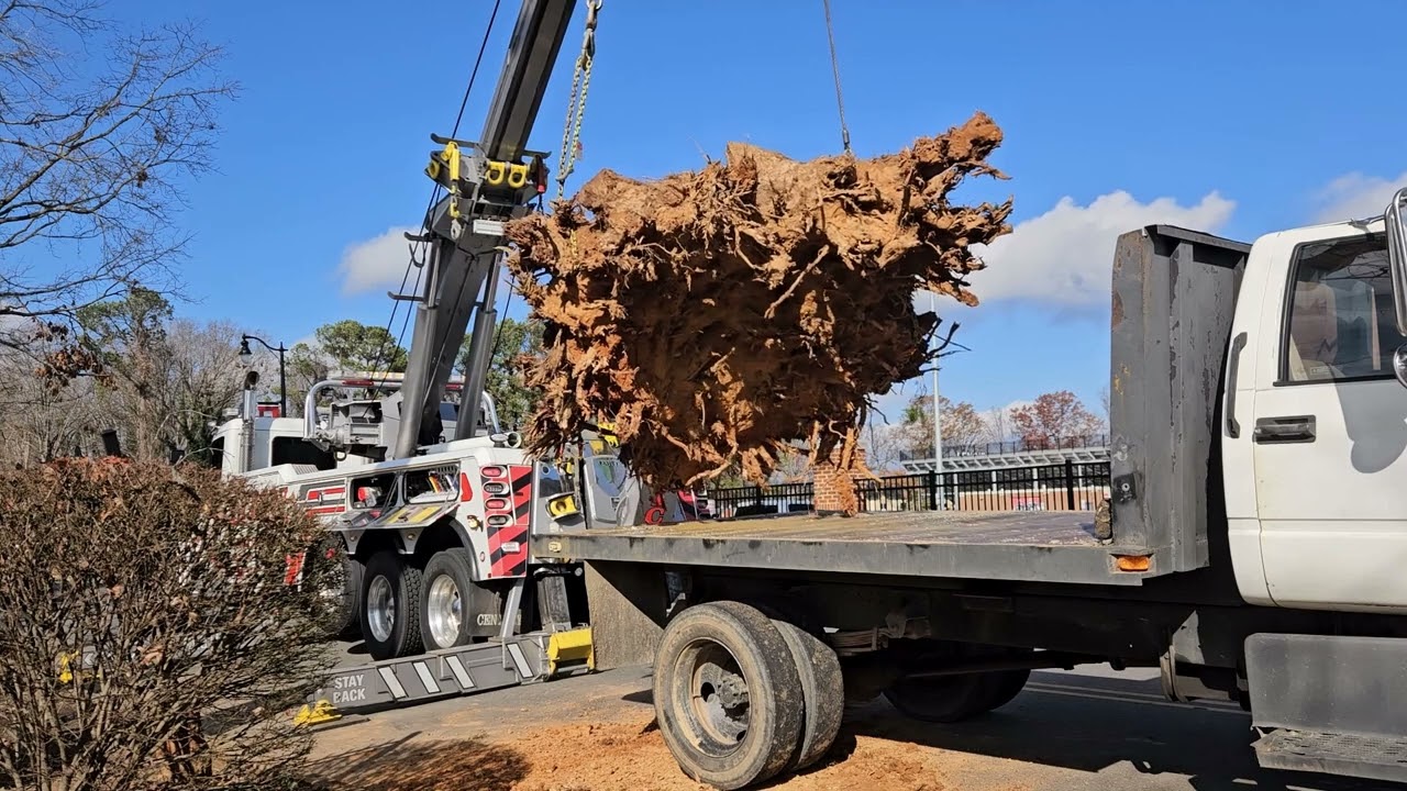 Huge stump removal after #helene #helenecleanup