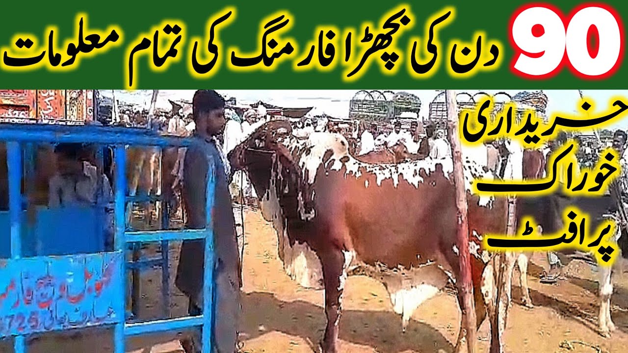 Feasibility Report Of 90 Days Bachra Farming Bussiness | Bachra Fattening || Global Village Farming