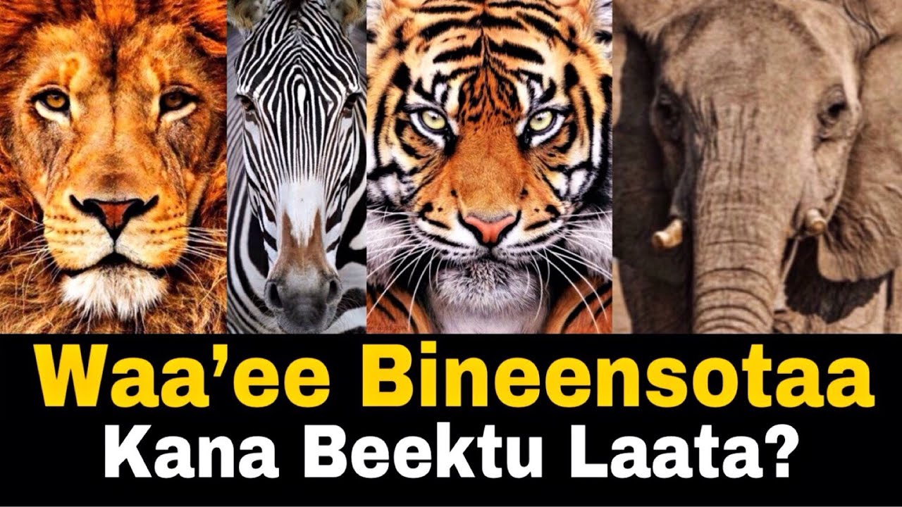 Waa'ee Bineensotaa Kana Beektu Laataa? | amazing facts