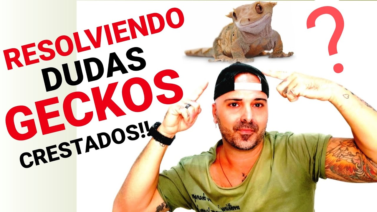 RESPONDIENDO DUDAS SUBSCRIPTORES | Gecko crestado (Correlophus ciliatus) -ESPECIAL GENETICA-