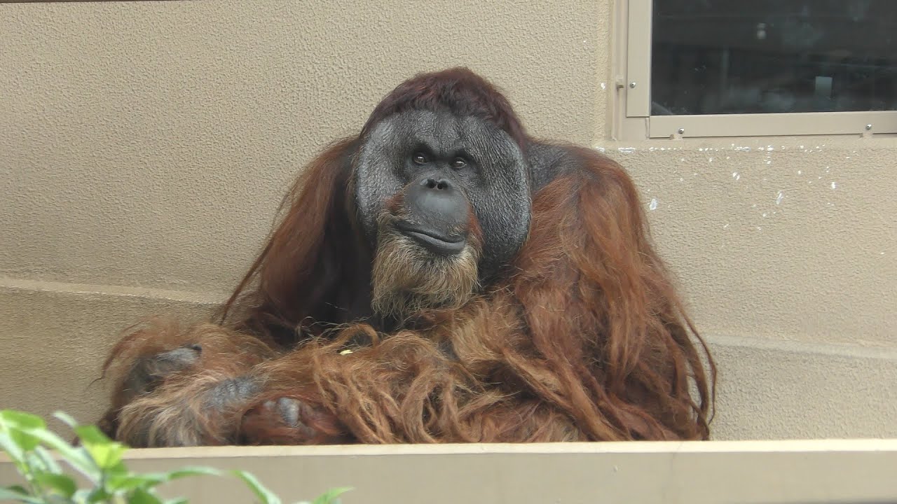 ボルネオオランウータン の『ジュン』と『ミンピー』 (静岡市立 日本平動物園) 2019年9月29日
