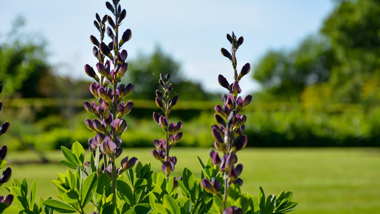 Baptisia