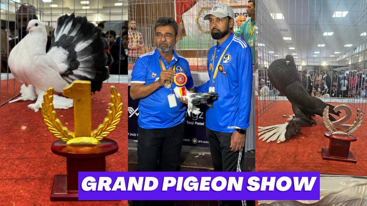 Grand Pigeon Show 2024 Gujarat | Kabutar Show India
